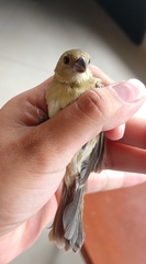 Sporophila torqueola