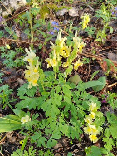 Image of Corydalis bracteata by (c) Ульяна Ярцева, some rights reserved (CC BY)
