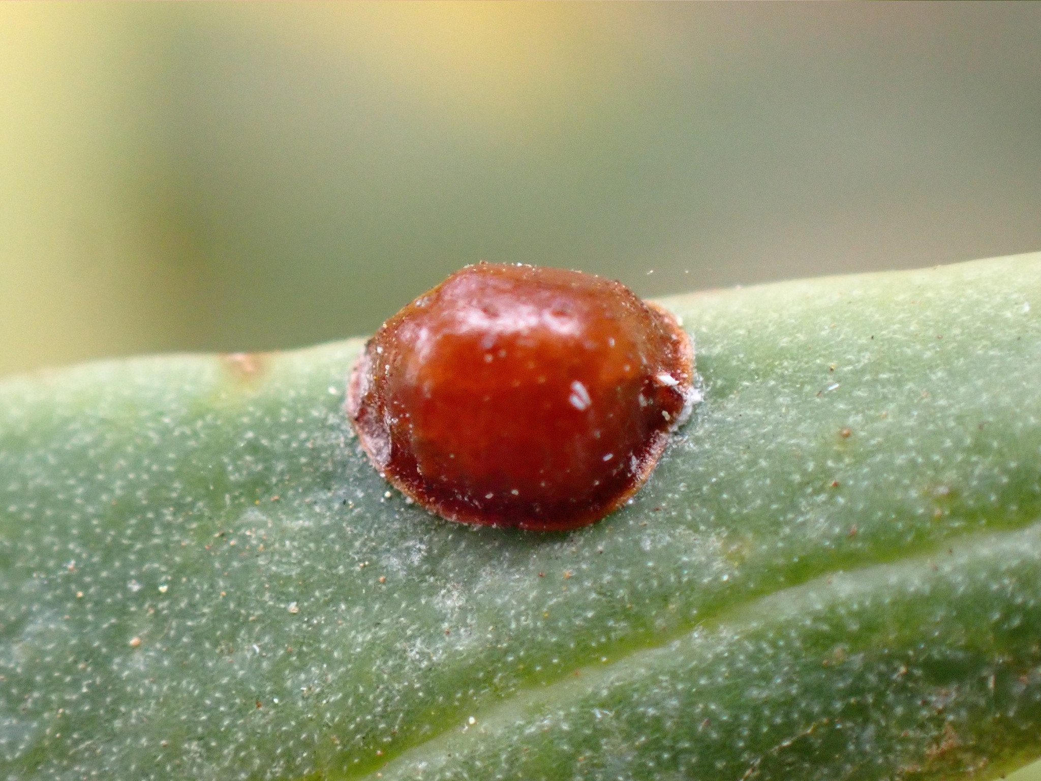 Escama hemisferica