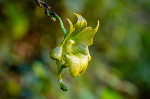 Aeranthes ramosa Rolfe 4