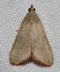 Hypsopygia albidalis