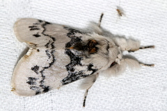 Iropoca rotundata