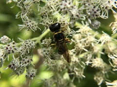 Ectemnius decemmaculatus