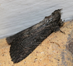 Crioa acronyctoides