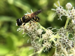 Ectemnius decemmaculatus