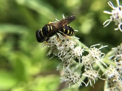 Ectemnius decemmaculatus