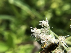 Ectemnius decemmaculatus