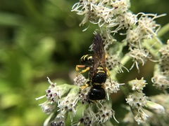 Ectemnius decemmaculatus