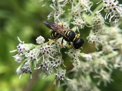 Ectemnius decemmaculatus