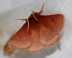 Anthela ferruginosa
