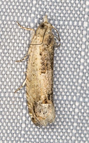Cotton Tipworm Moth