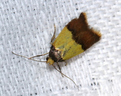Hemibela