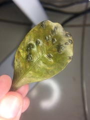 Tanaostigmodes pithecellobiae