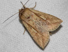 Mythimna decisissima