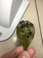 Tanaostigmodes pithecellobiae