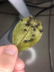 Tanaostigmodes pithecellobiae