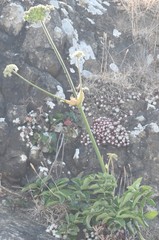 Angelica hendersonii