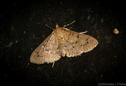 Meekiaria