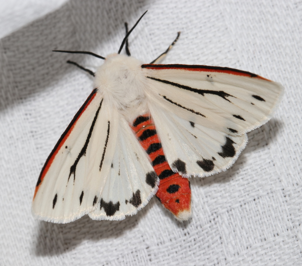 Donovan&#39;s Tiger Moth Moths of SW · iNaturalist