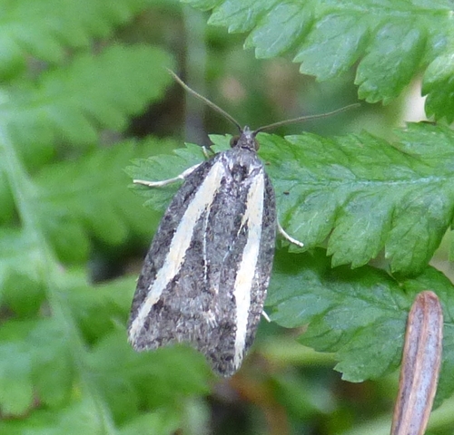 Western Black-headed Budworm
