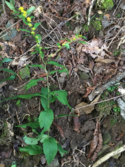 Solidago ouachitensis
