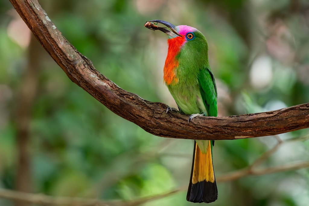 Red-Bearded Bee-Eater