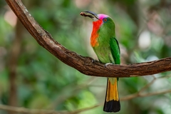 Red-Bearded Bee-Eater photo 1