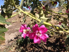 Malva assurgentiflora