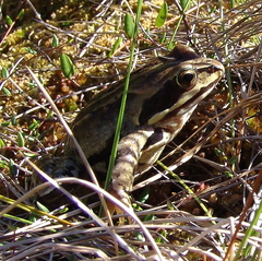 Rana arvalis