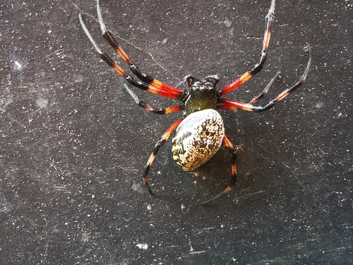 African Hermit Spider