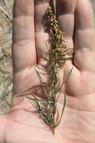 iNaturalist observation photo of Tarragon