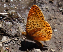 Speyeria hesperis ratonensis