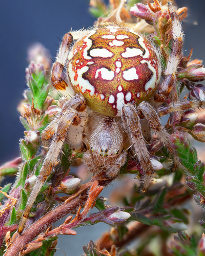 Araneus quadratus