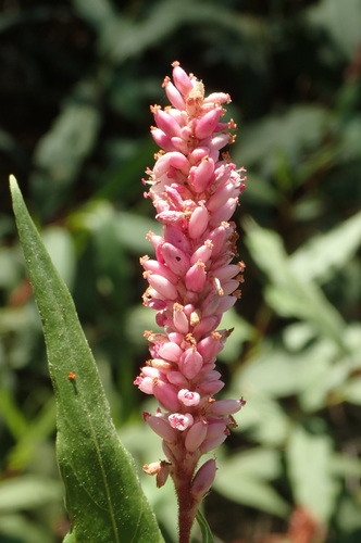 iNaturalist observation photo of water smartweed