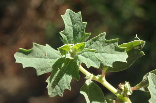 iNaturalist observation photo of sprawling saltbush
