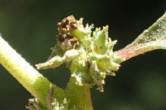 Atriplex serenana serenana