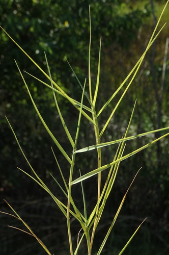iNaturalist observation photo of Saltgrass