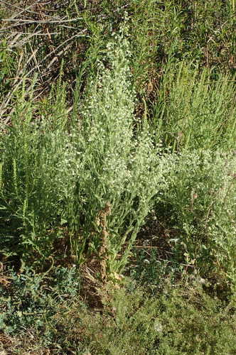 iNaturalist observation photo of Coulter's horseweed