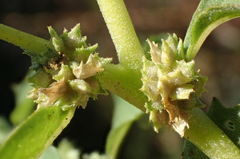 Atriplex serenana serenana