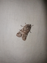 Sympistis chionanthi