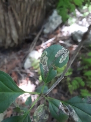 Stigmella rhamnicola