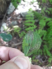 Stigmella rhamnicola