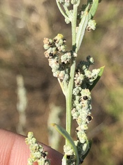 Chenopodium pratericola