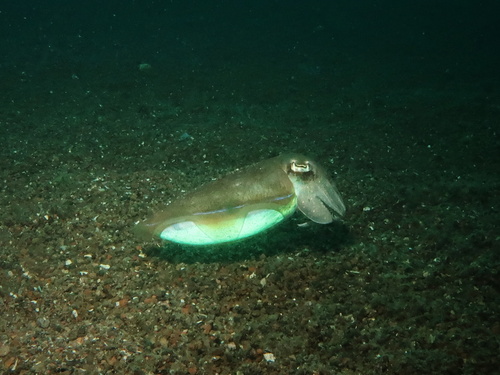 Photo of Pharaoh Cuttlefish (Sepia pharaonis)