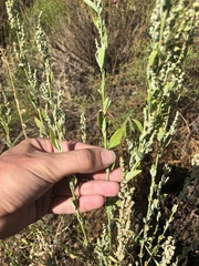 Chenopodium pratericola