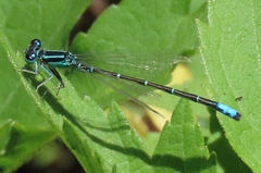 Ischnura perparva
