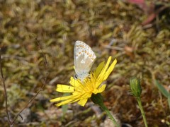 Aricia agestis