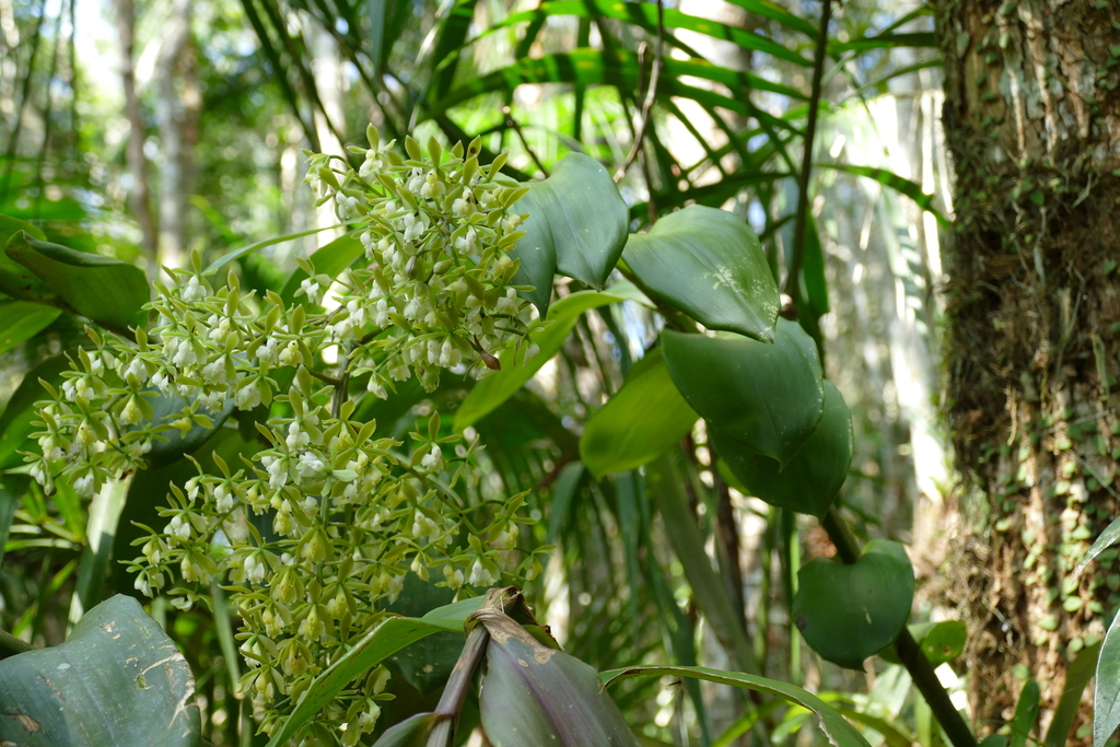 Epidendrum densiflorum Hook.