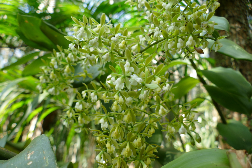 Epidendrum densiflorum Hook. 2