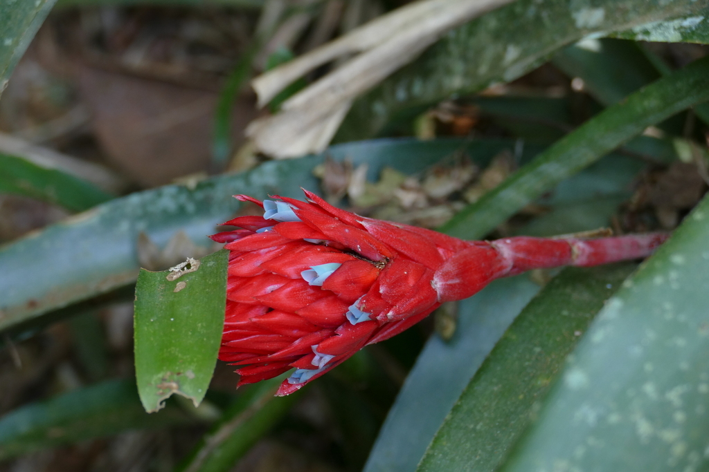 Quesnelia strobilospica